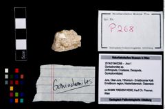 Foto (Objekt + Etikett) von Goniodromites sp.  (NHMW-GEO-2014-0194-0268)